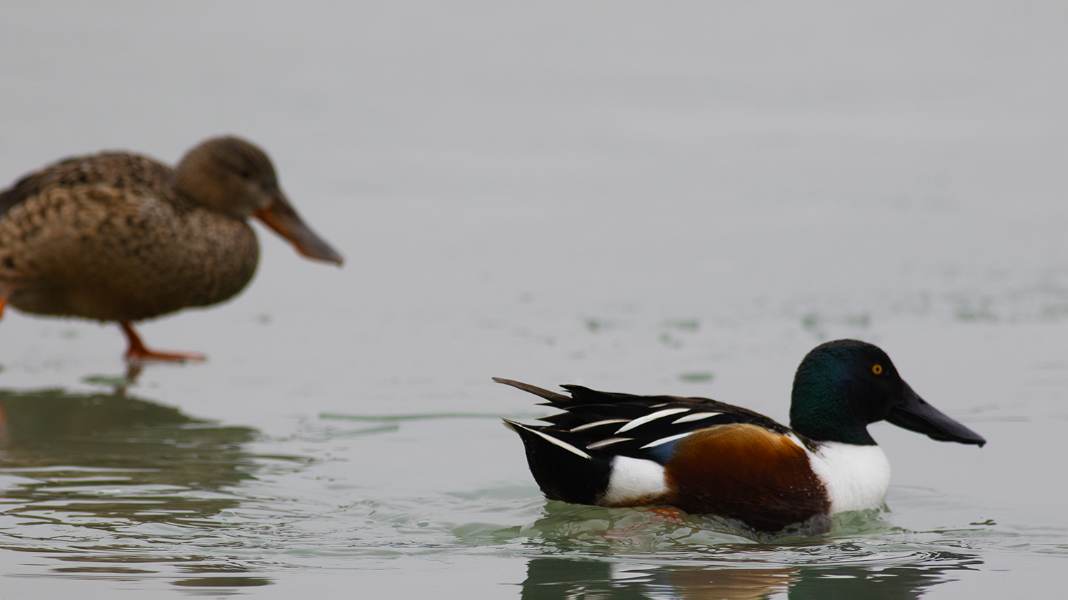 Northern Shoveler